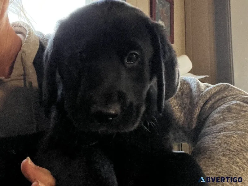 Labrador retriever mix