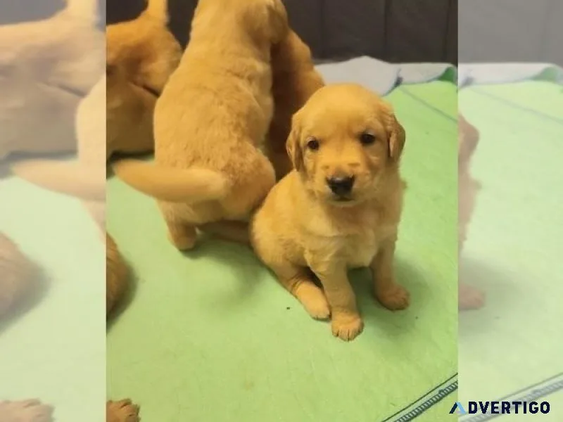 Golden Retriever Puppy