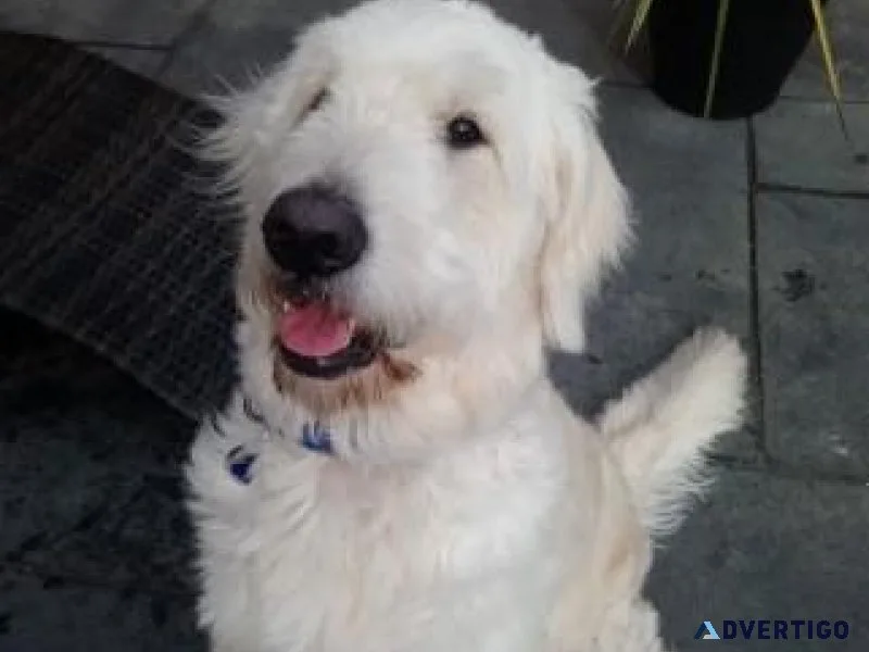 F1B Mini golden doodle puppies