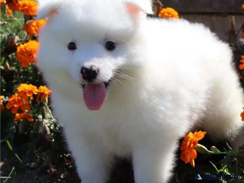 Beautiful American Eskimo Puppies