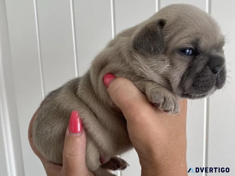 French Bulldog Puppies