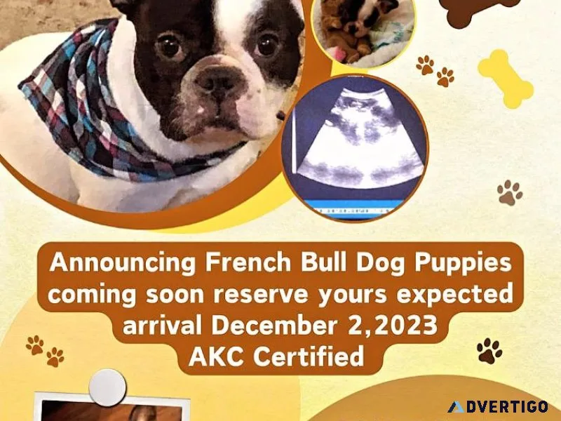 French bulldogs