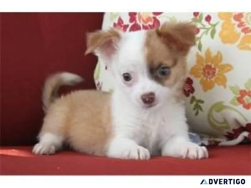 Adorables Chihuahua Puppies