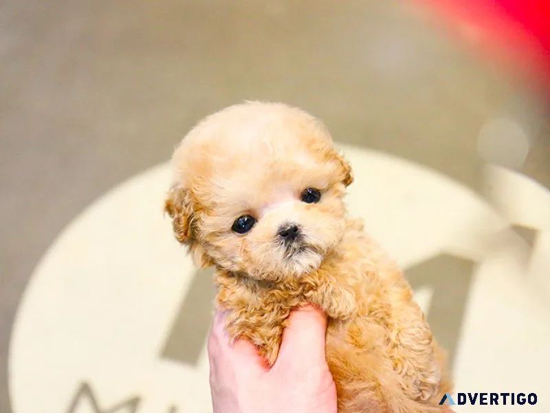 Xmas toy, miniature poodle puppies