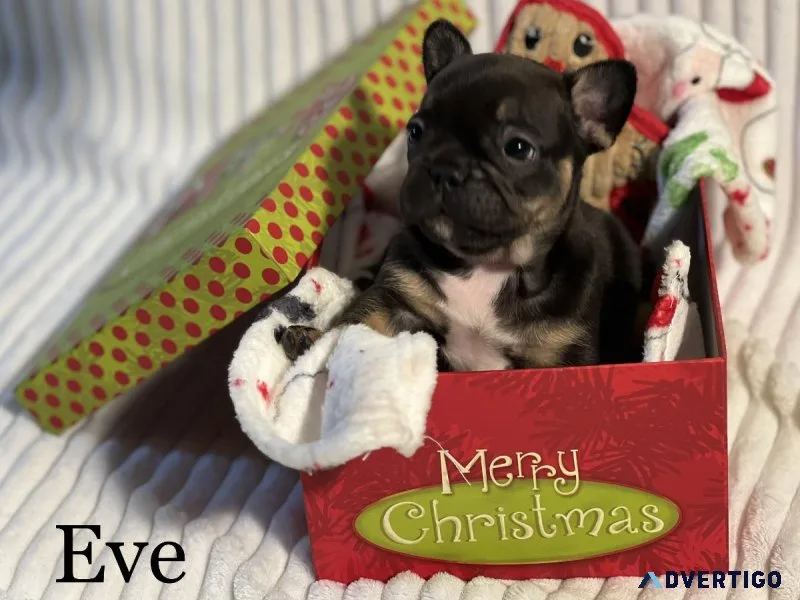 French Bulldog Puppies