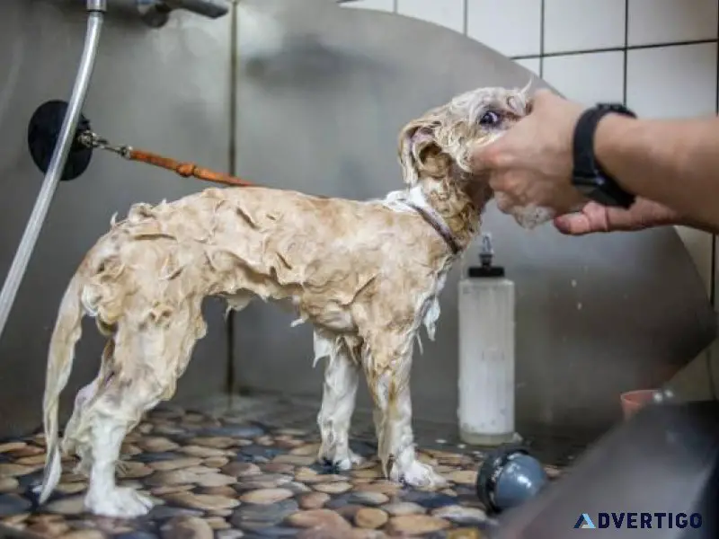 Dog Groomers in Ghaziabad Dog Baths Haircuts Nail Trimming