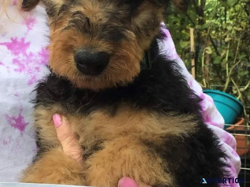 AKC AIREDALE PUPPIES