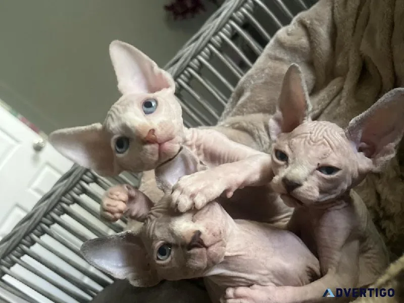 SPHYNX kittens for sale