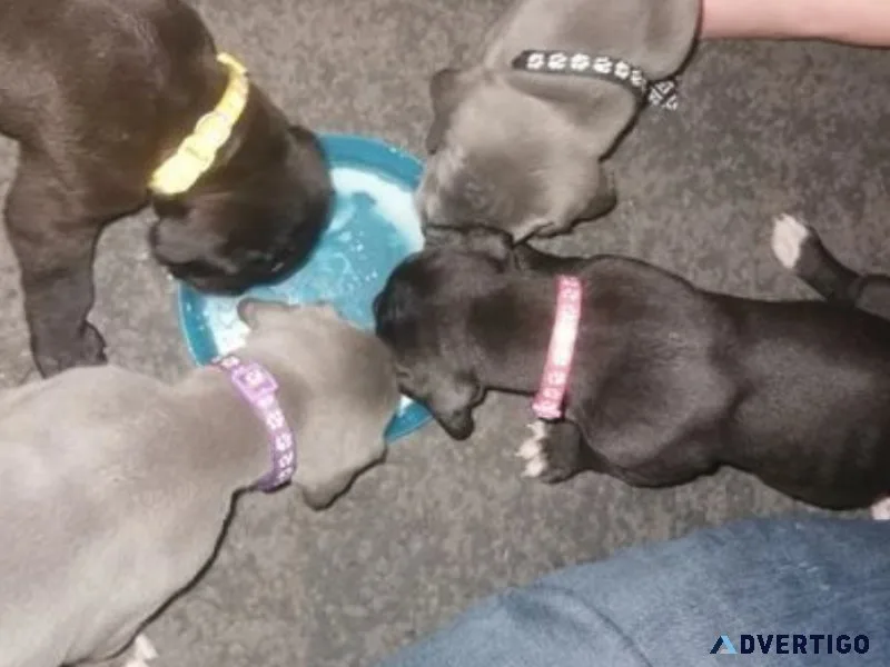 Beautiful litter of Great Dane Puppies