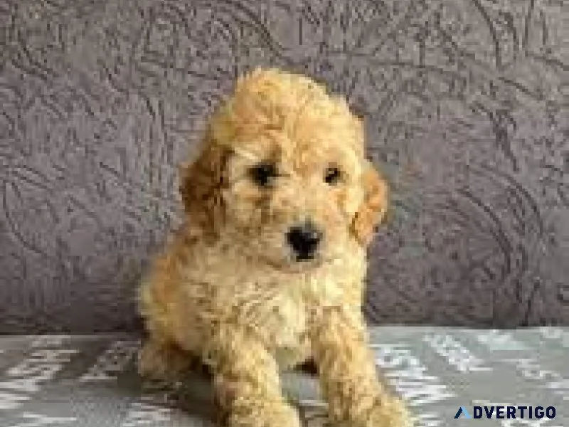 Irresistible Tiny Toy Poodles