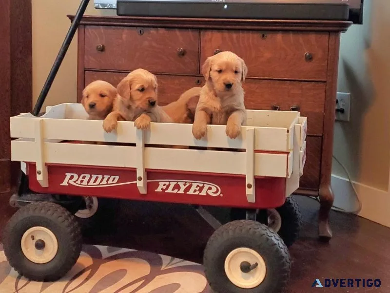 Golden Retriever Puppies