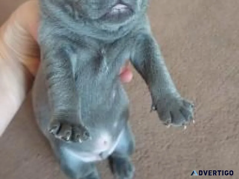 Quality Blue Staffordshire Bull Terrier puppies