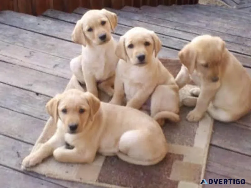 DOG ADS