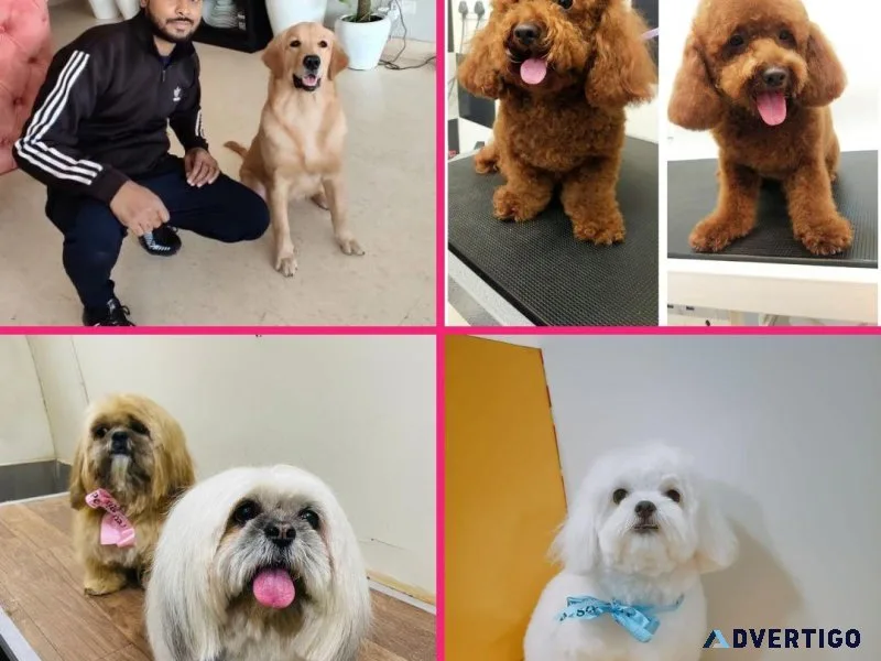 Expert Dog Grooming Service at Home - Pet Hair Set