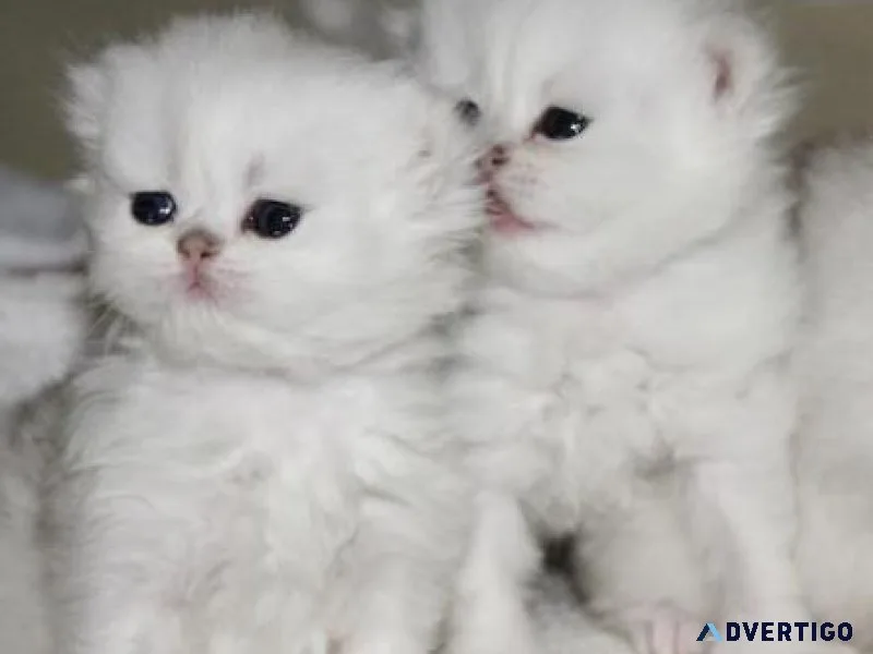 Persian kittens