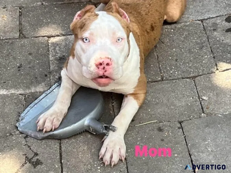 American Bully Puppy