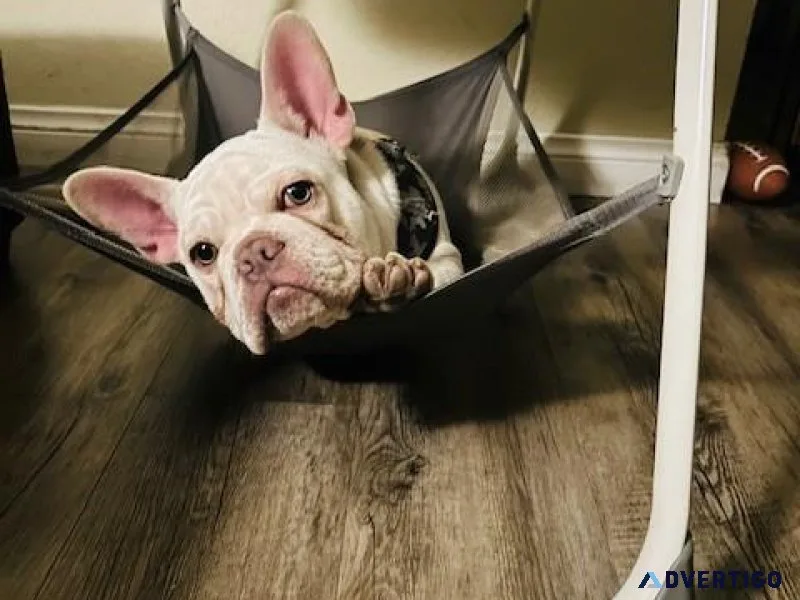 Frenchie