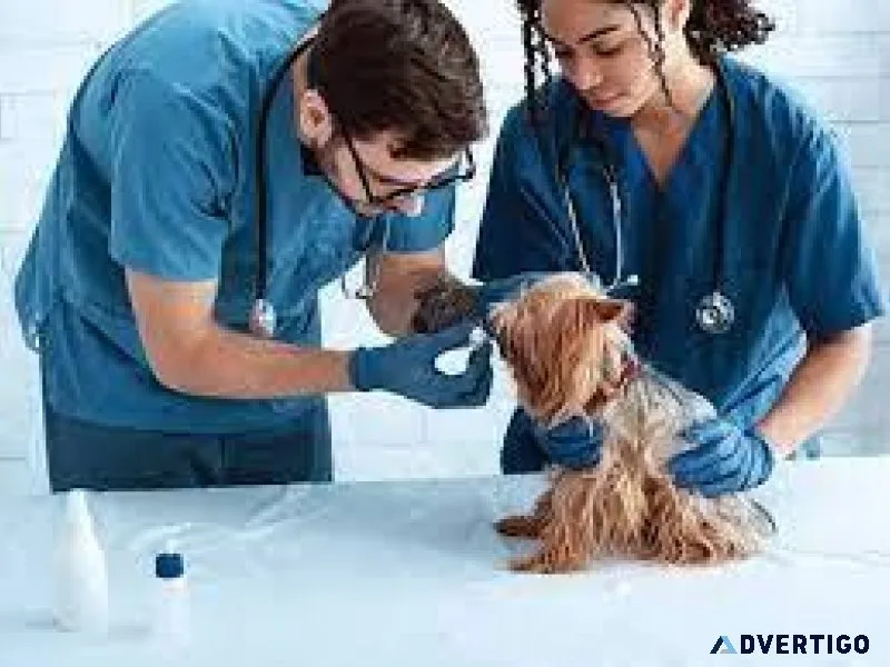 Sector 137 s Vet Land Pet Clinic Offers Expert Veterinary Care