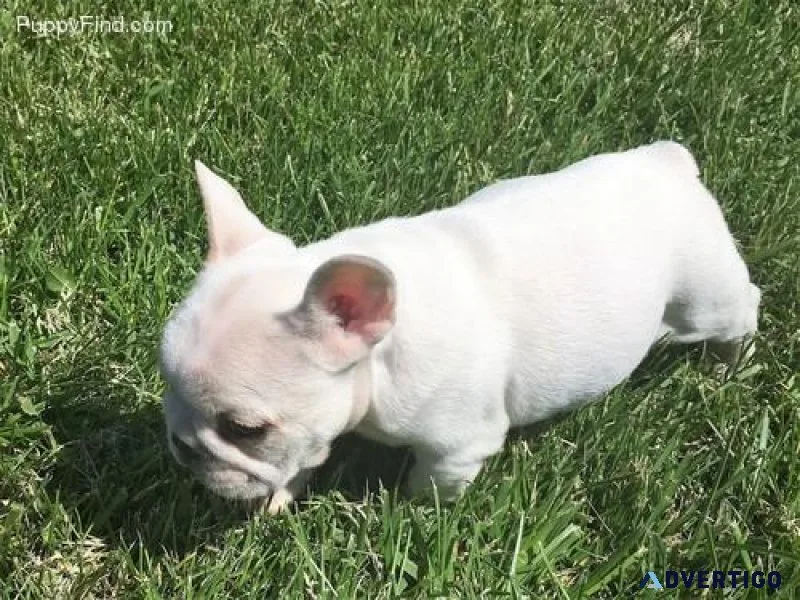 Outstanding French Bulldog Puppies