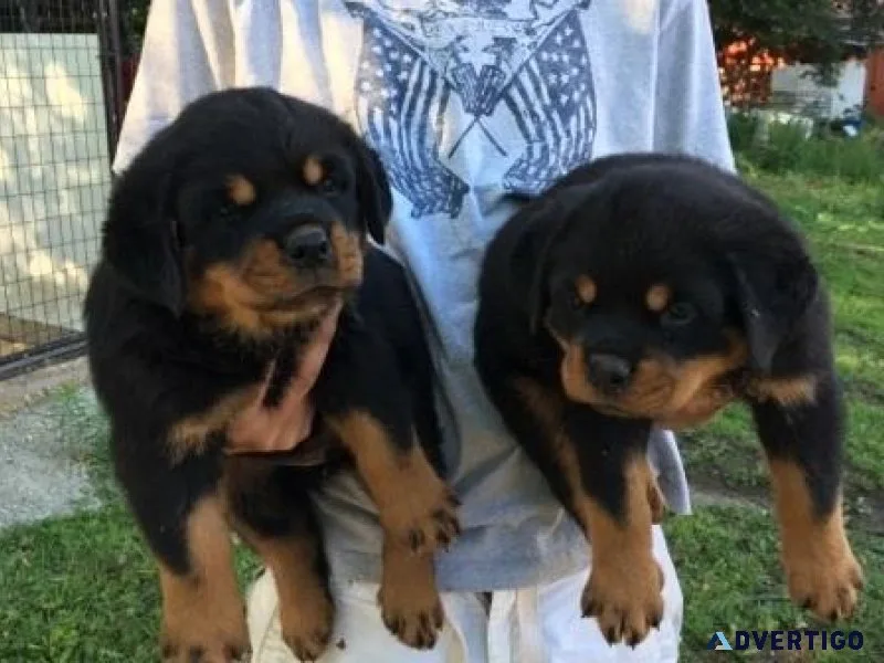 Male and female Rottweiler Puppies ready