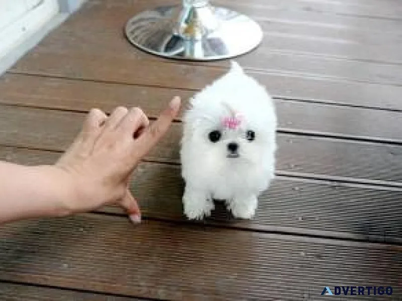 Teacup Maltese puppies