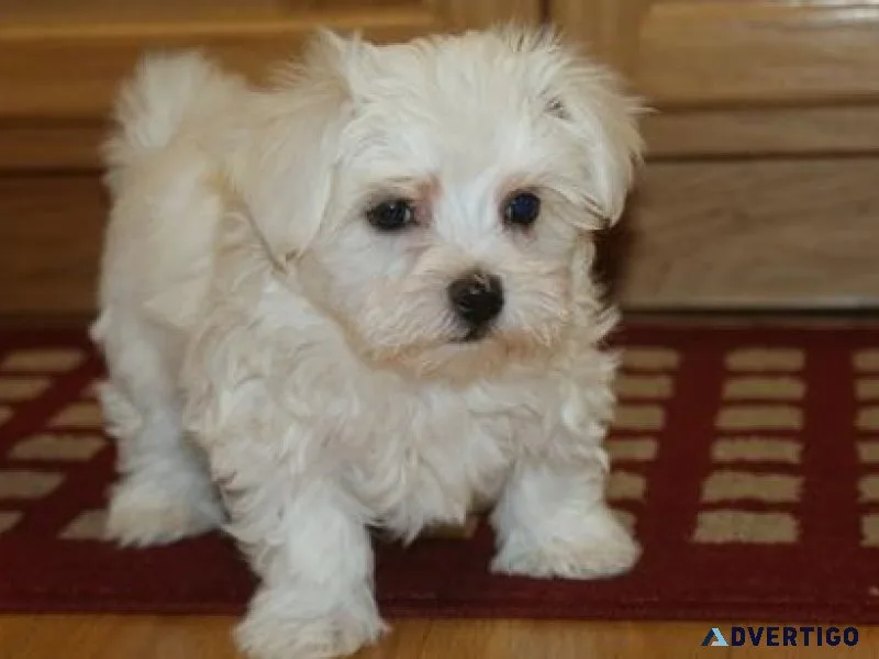 Very Pure White Tcup Maltese Puppies