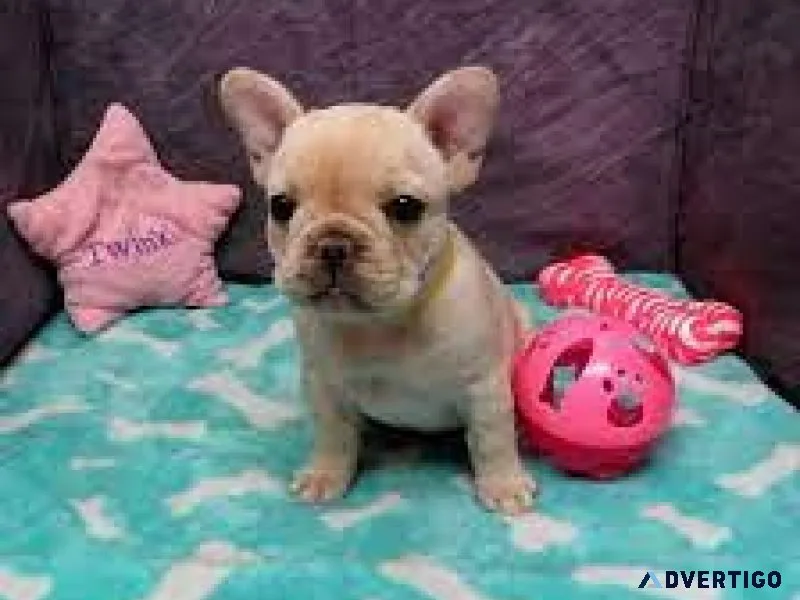 CKC French Bulldog females