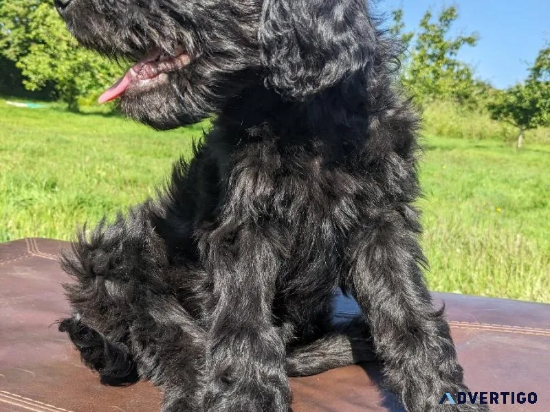 F1 Goldendoodle Puppies