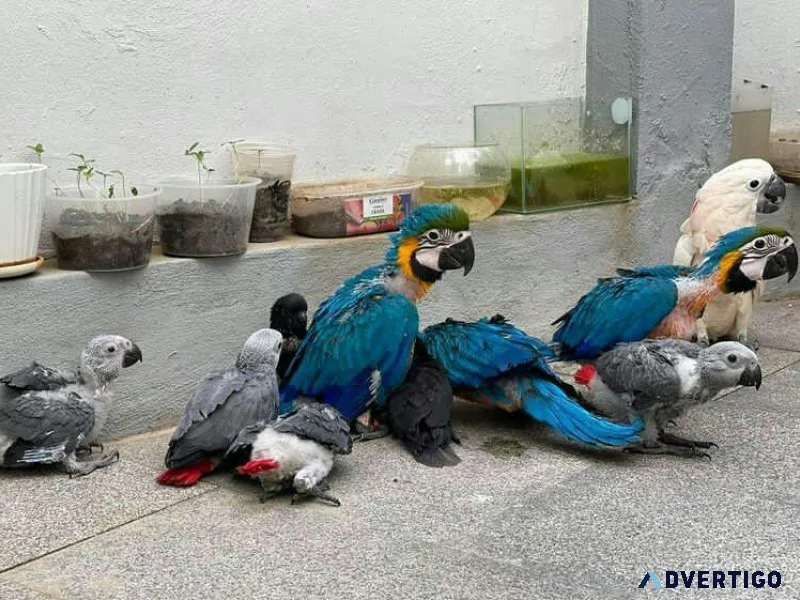 African grey Macaw cockatoos Amazon Parrots