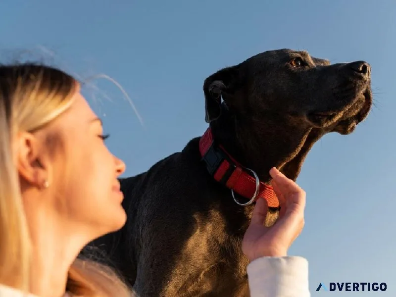 Pet Collars for Dogs