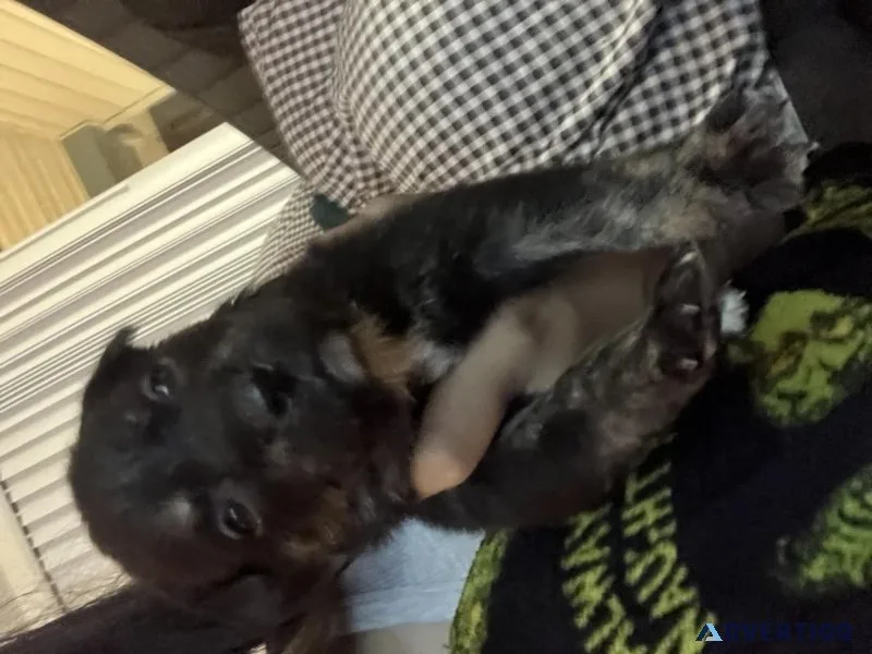 Mixed puppies