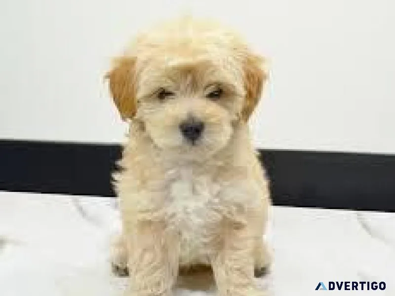 MaltiPoodle cross Puppies