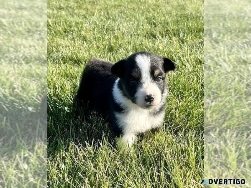 Australian Shepherd Puppy