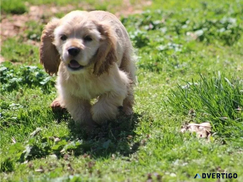 Adorable Cocker Spaniel Puppies