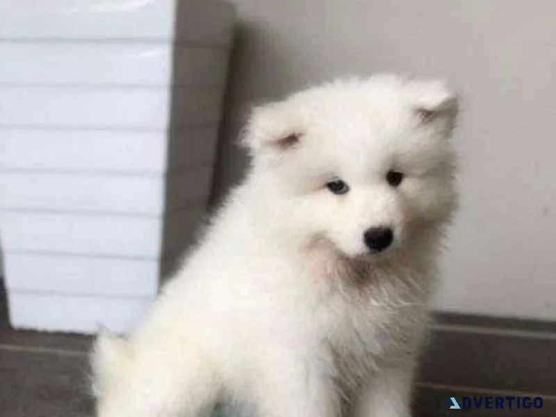 Purebred Samoyed Puppies Ready To Go