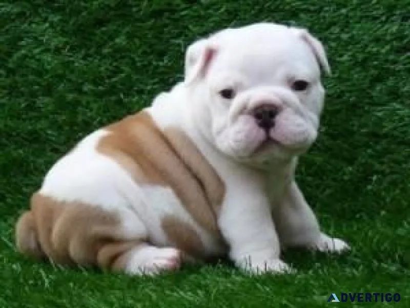 ENGLISH BULLDOG PUPPIES