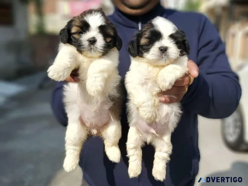 Shihtzu sweet and friendly pup in 7300930479