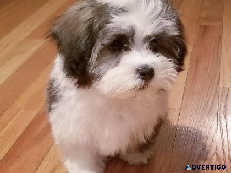 Havanese Cross Puppies