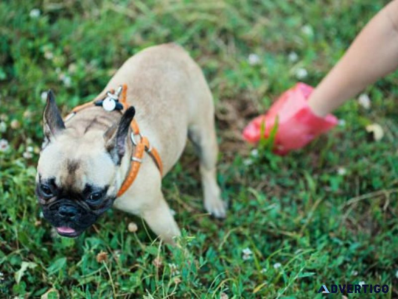 Bellevue s Top Pet Waste Removal Experts Get a free quote today