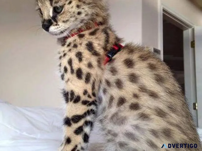 Serval catskittens for sale