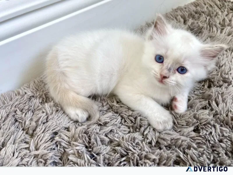 Ragdoll kitten female for sale