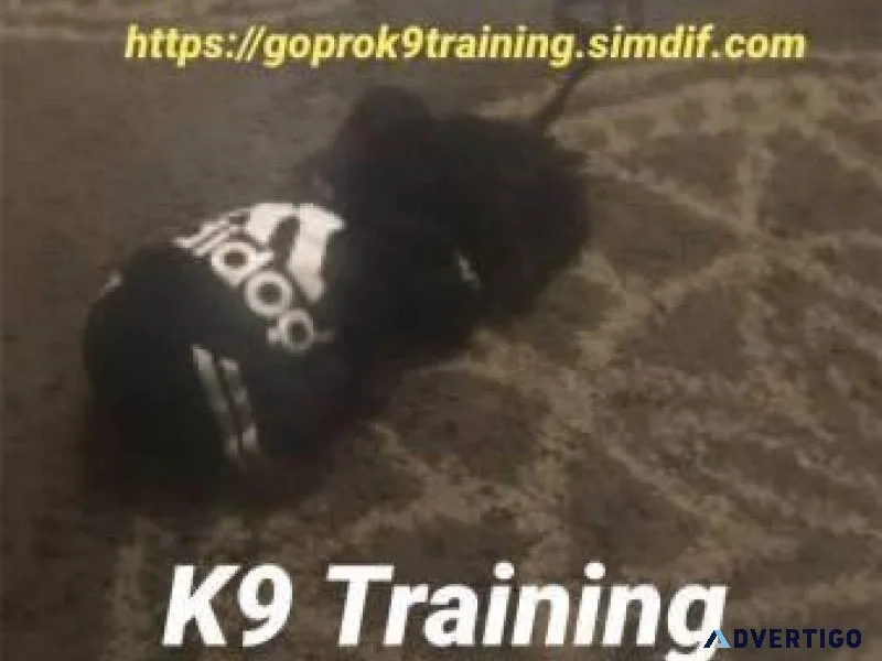 Canino obediencia alll