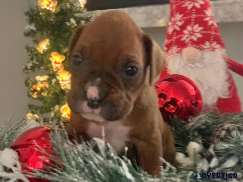 AKC Boxer Puppies