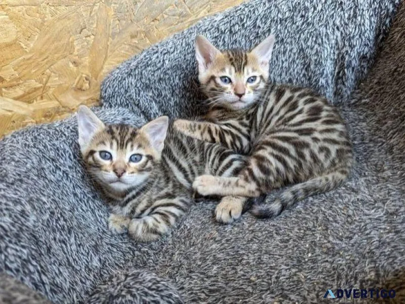 Stunning Full Pedigree Bengal kittens