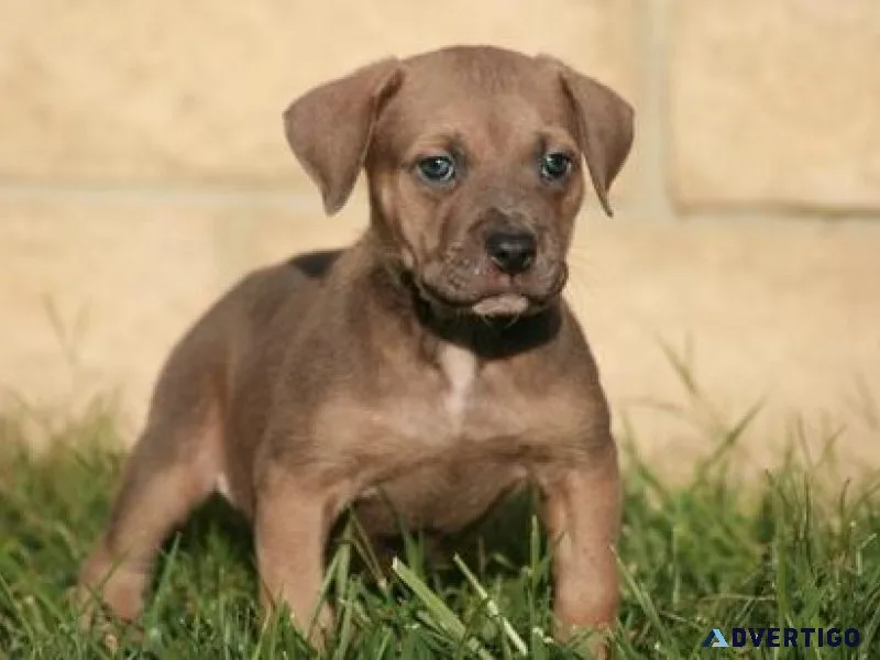 Well Socialized American Bandogge Mastiff puppies available.