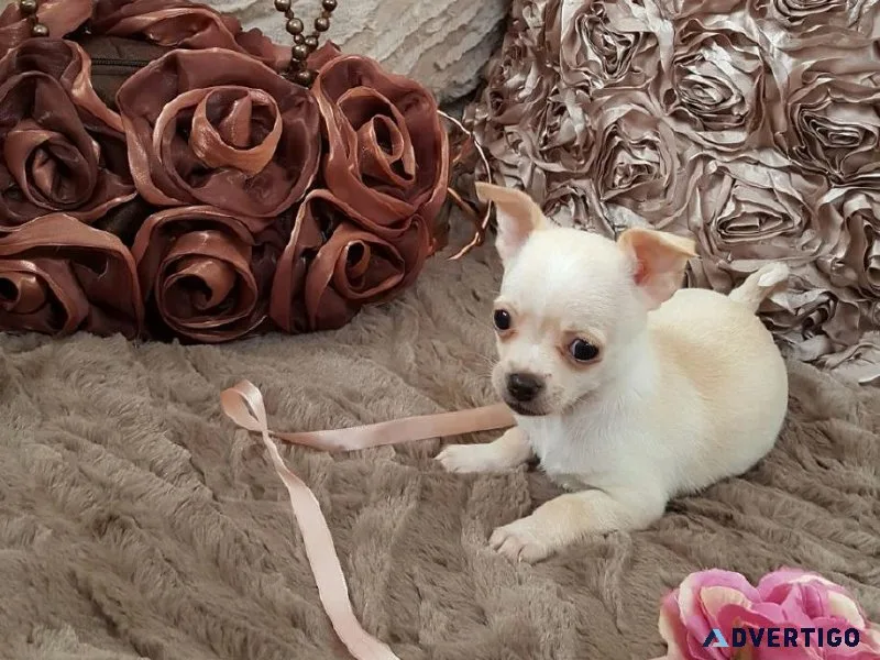 Tcup Chihuahua Puppies
