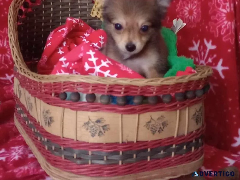 Tea cup Australian Shepherd Mix born Sept 9th. Call 231 742 3020