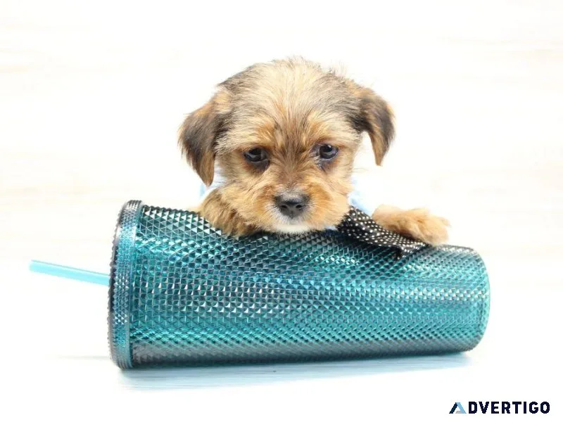 Yorkie Puppies Love