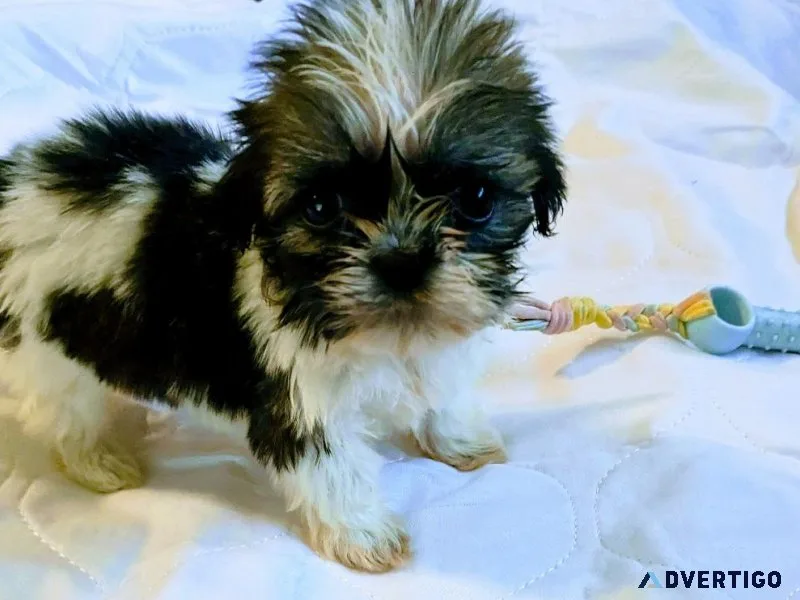 Female Shichon Puppy for Sale(Teddy Bear Puppy)