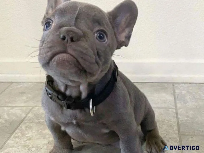 French Bulldog Puppies